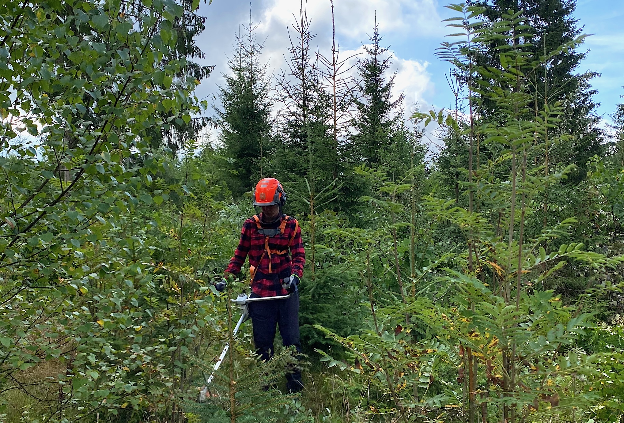 Ungskogpleie – den viktigste investeringen i skogen din?